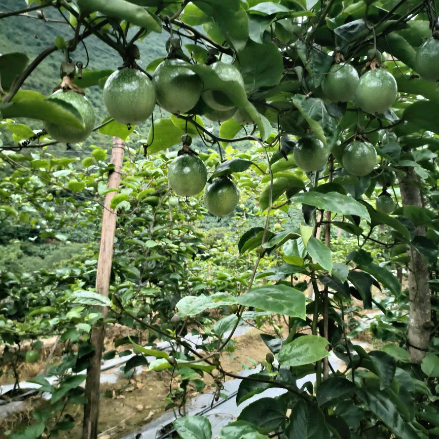 出来玩