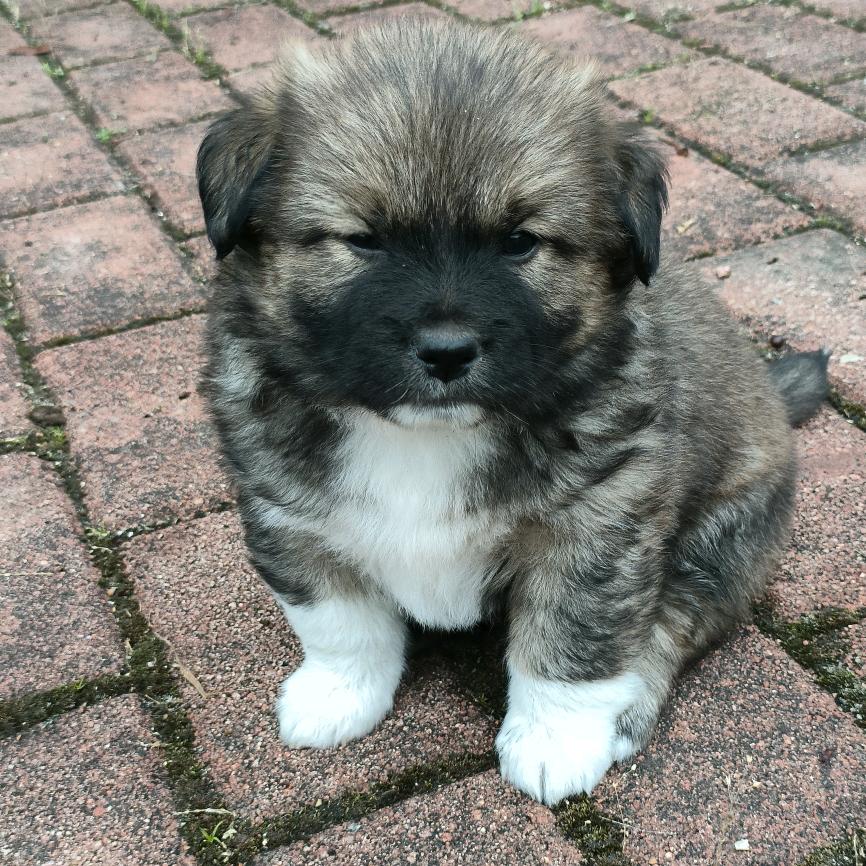 狗狗🐶来福