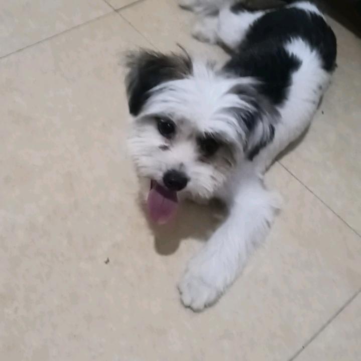 凤飞飞