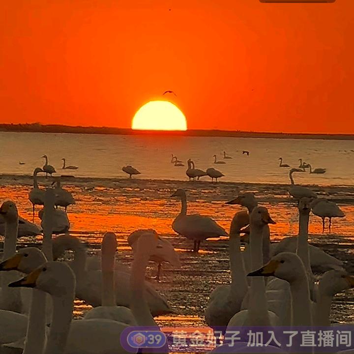 夕阳红