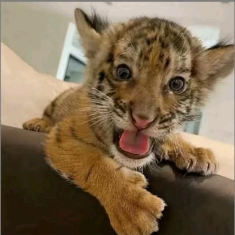 全校最后的素质