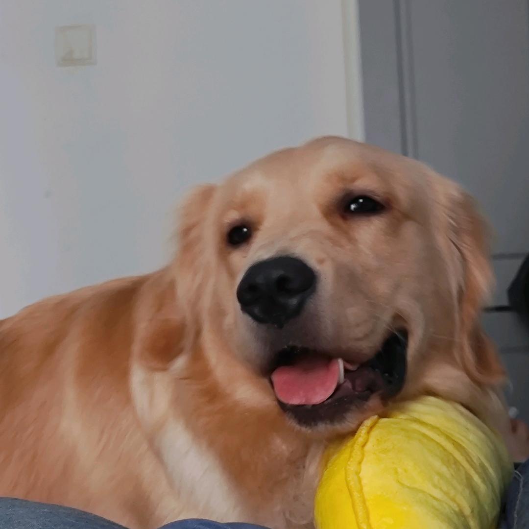 蛋黄是只小金毛🍒