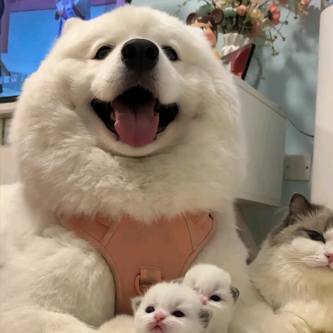可乐萌宠犬舍