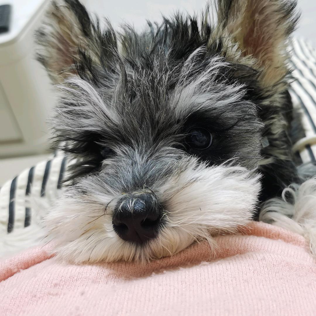 泡泡酱不犟