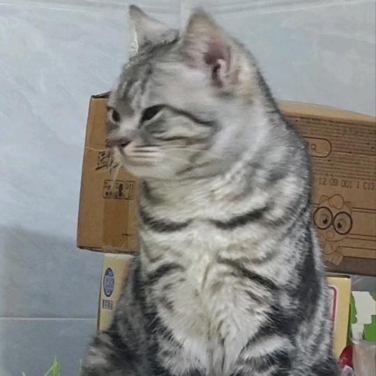 阿秋儿