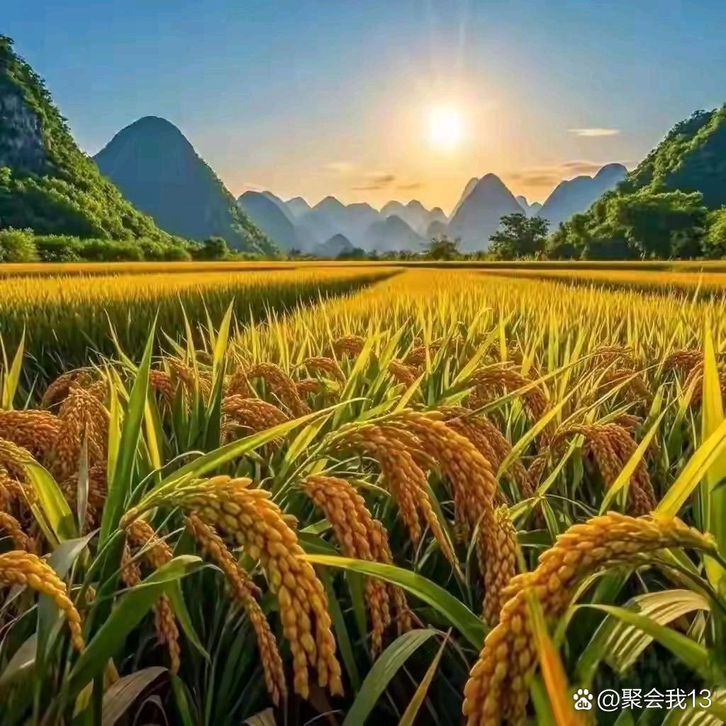 峰瑞花卉  6760763827