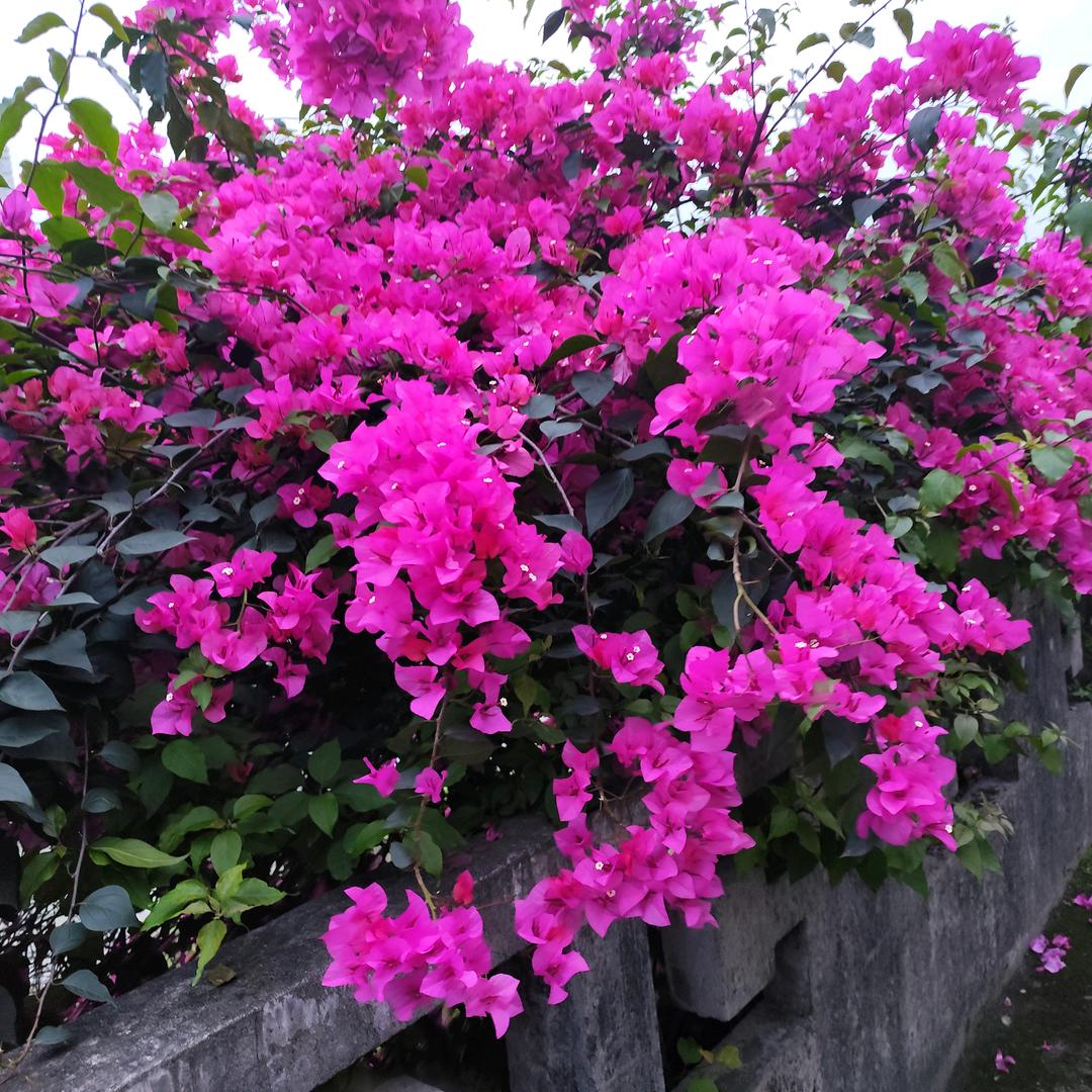 翠花花