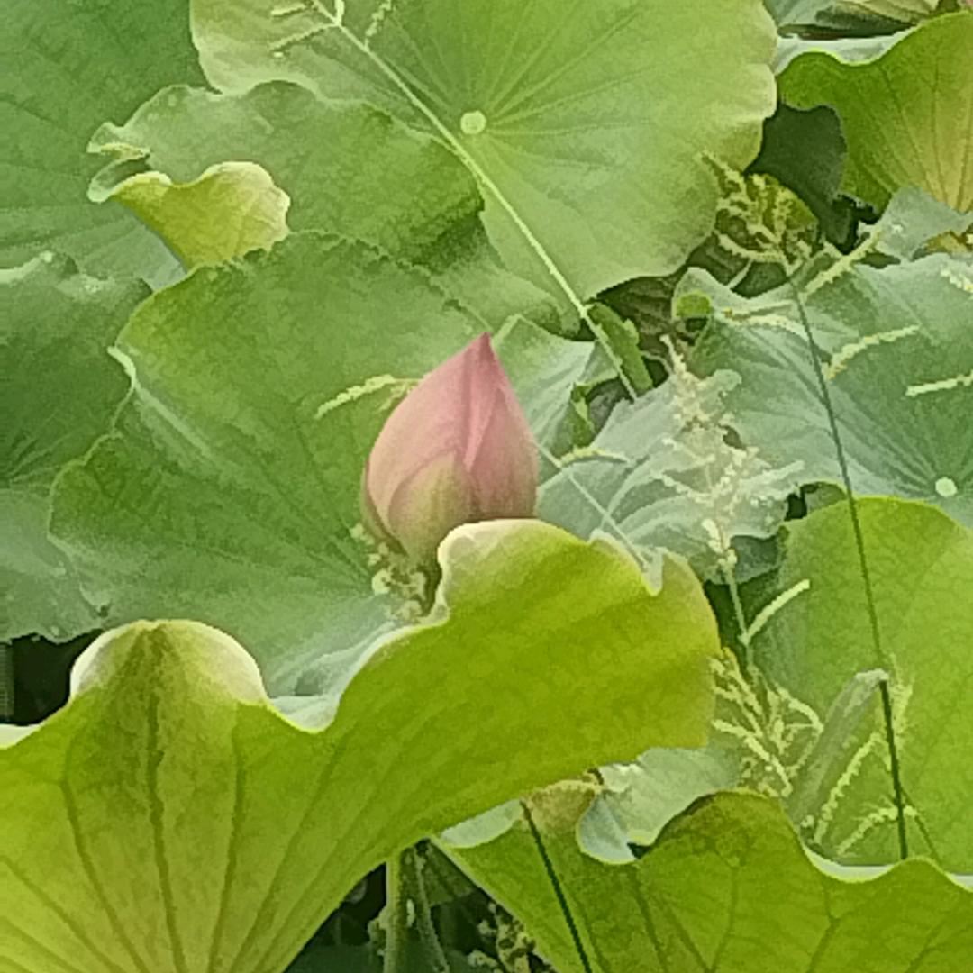 一生约定