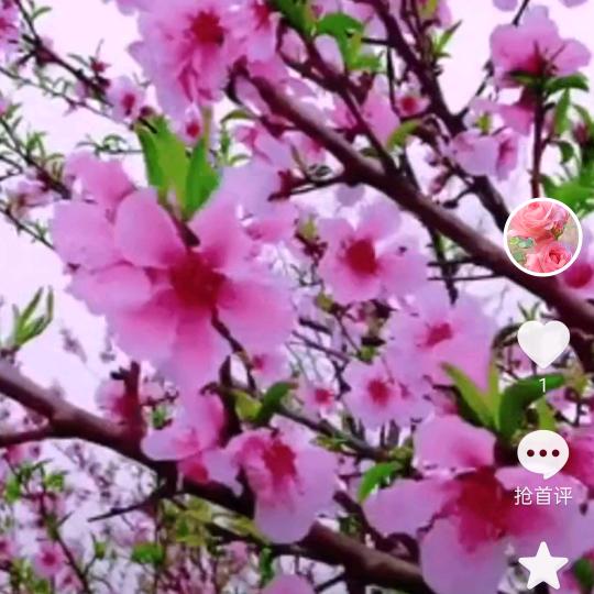 如意春风