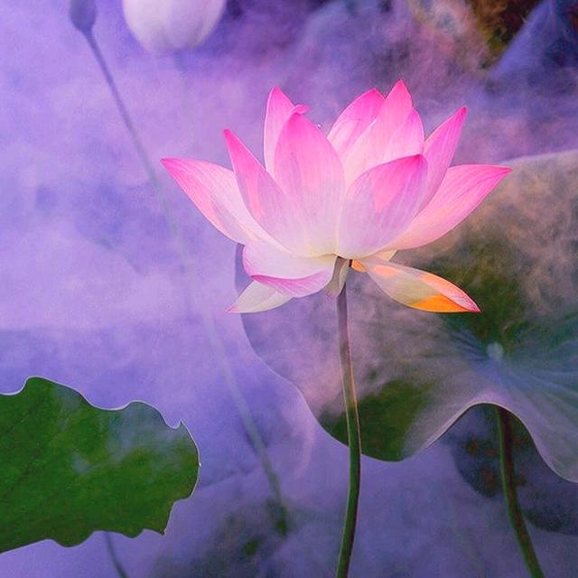 无悠无虑渡华年