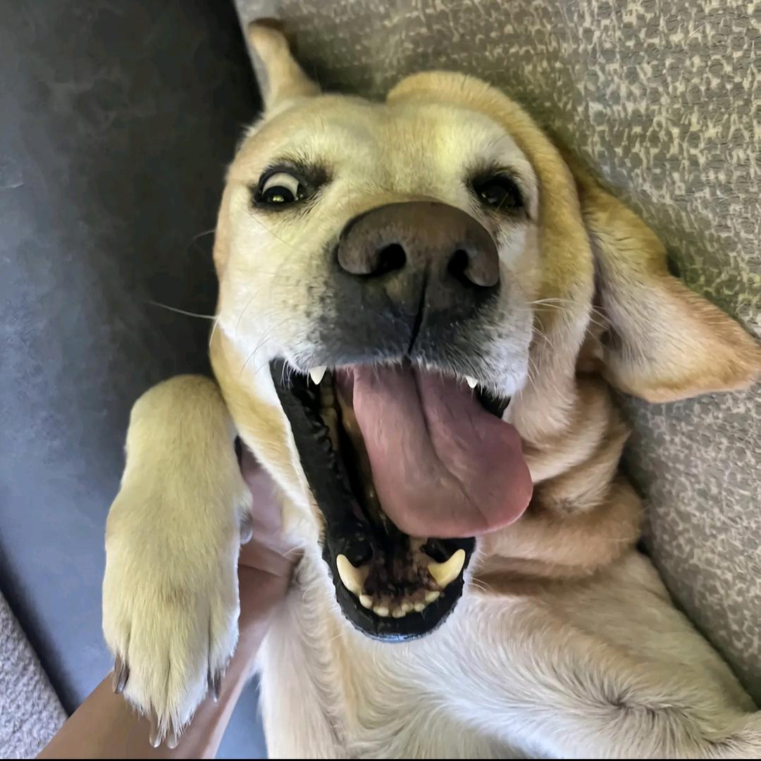 你怎么不去吃狗屎