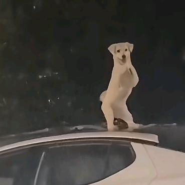 cc你的腰子😁