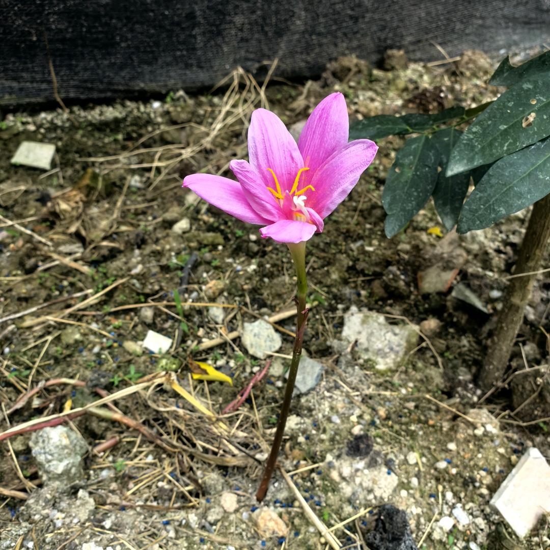 麻油菜籽