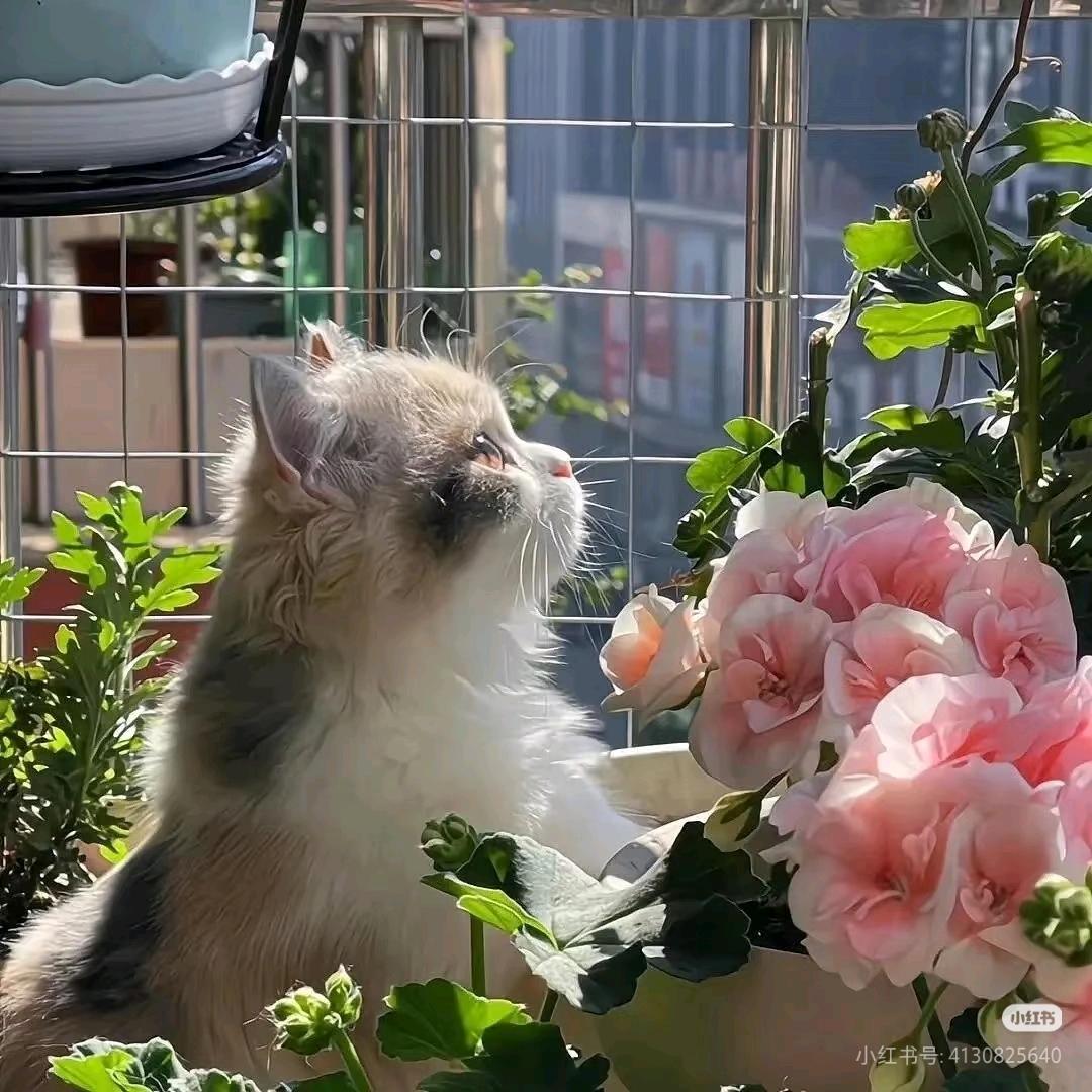 ：小菜包💕