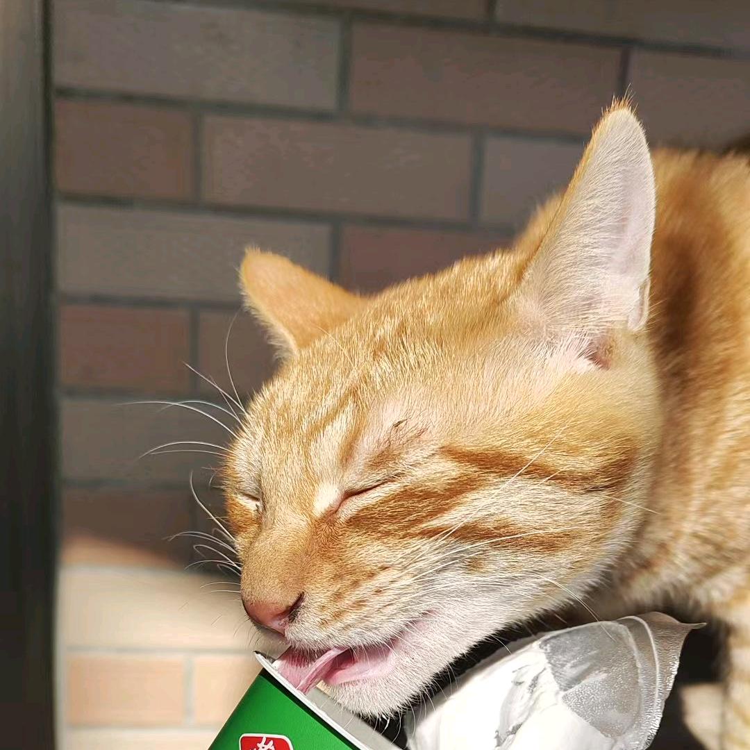 佛山功夫猫
