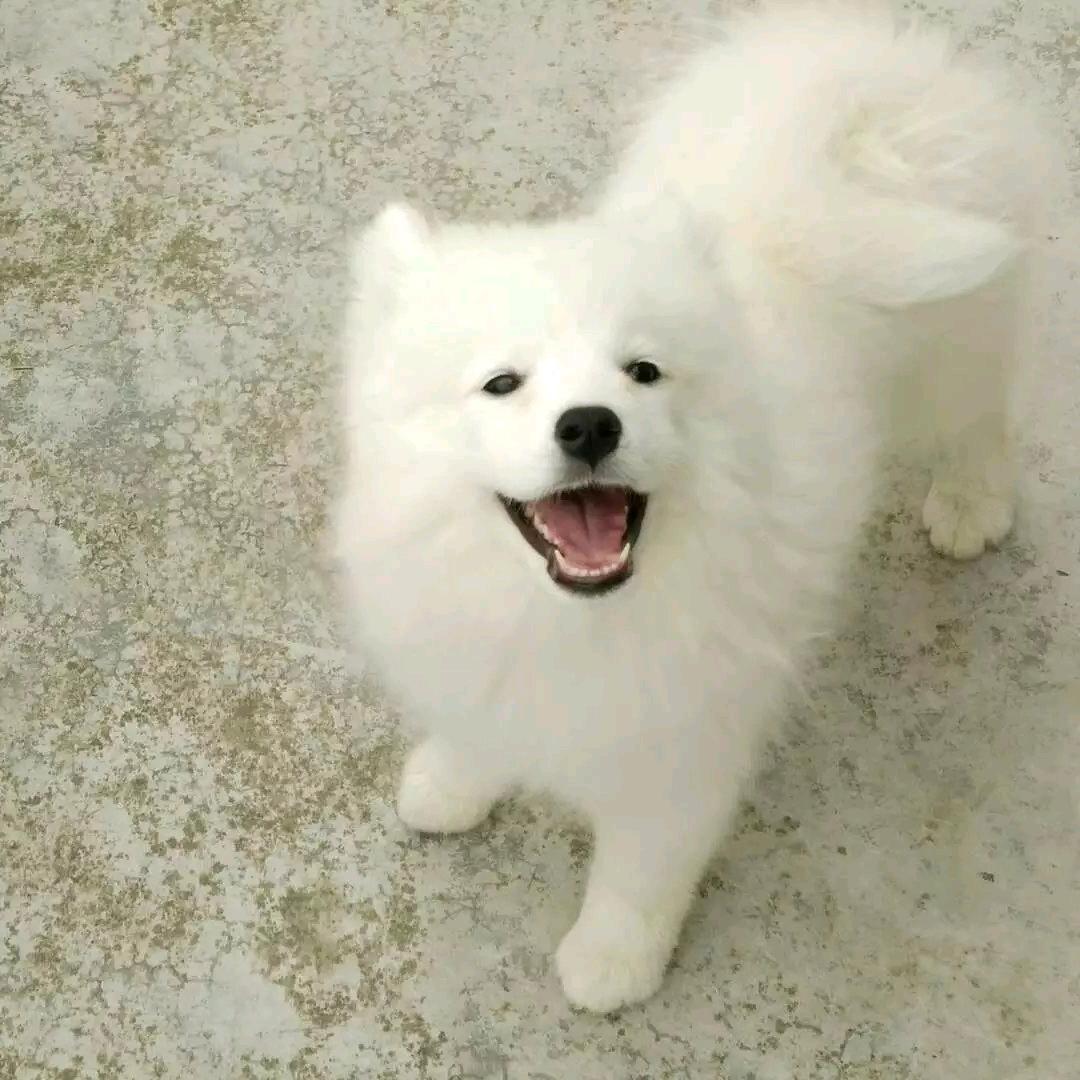 大白叫馒头
