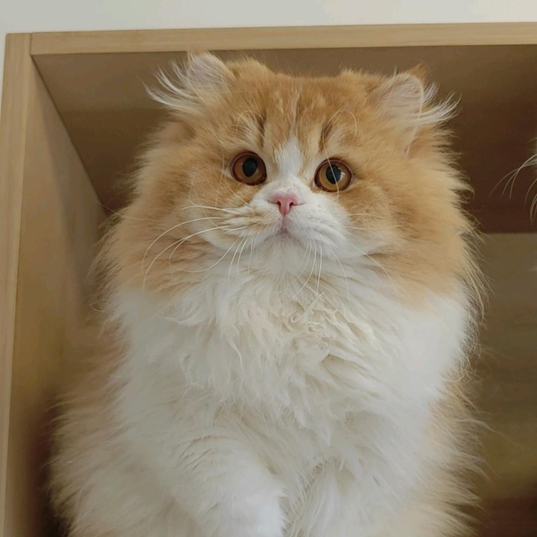李倩倩の猫舍