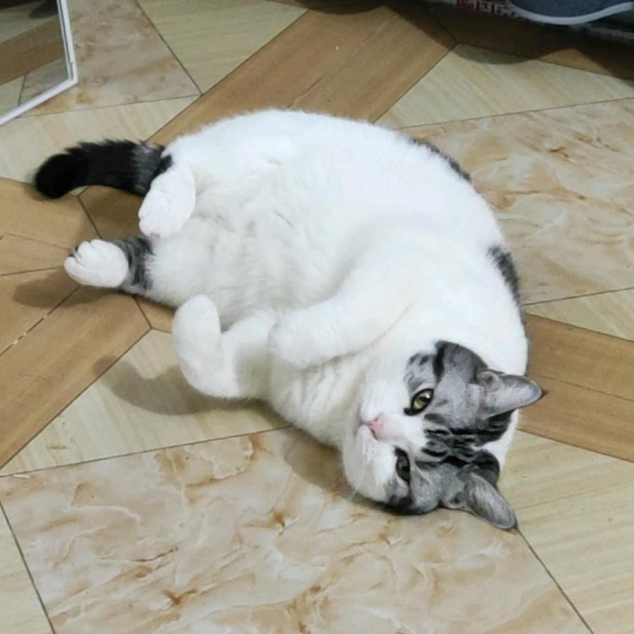 蹦蹦猫的寿司