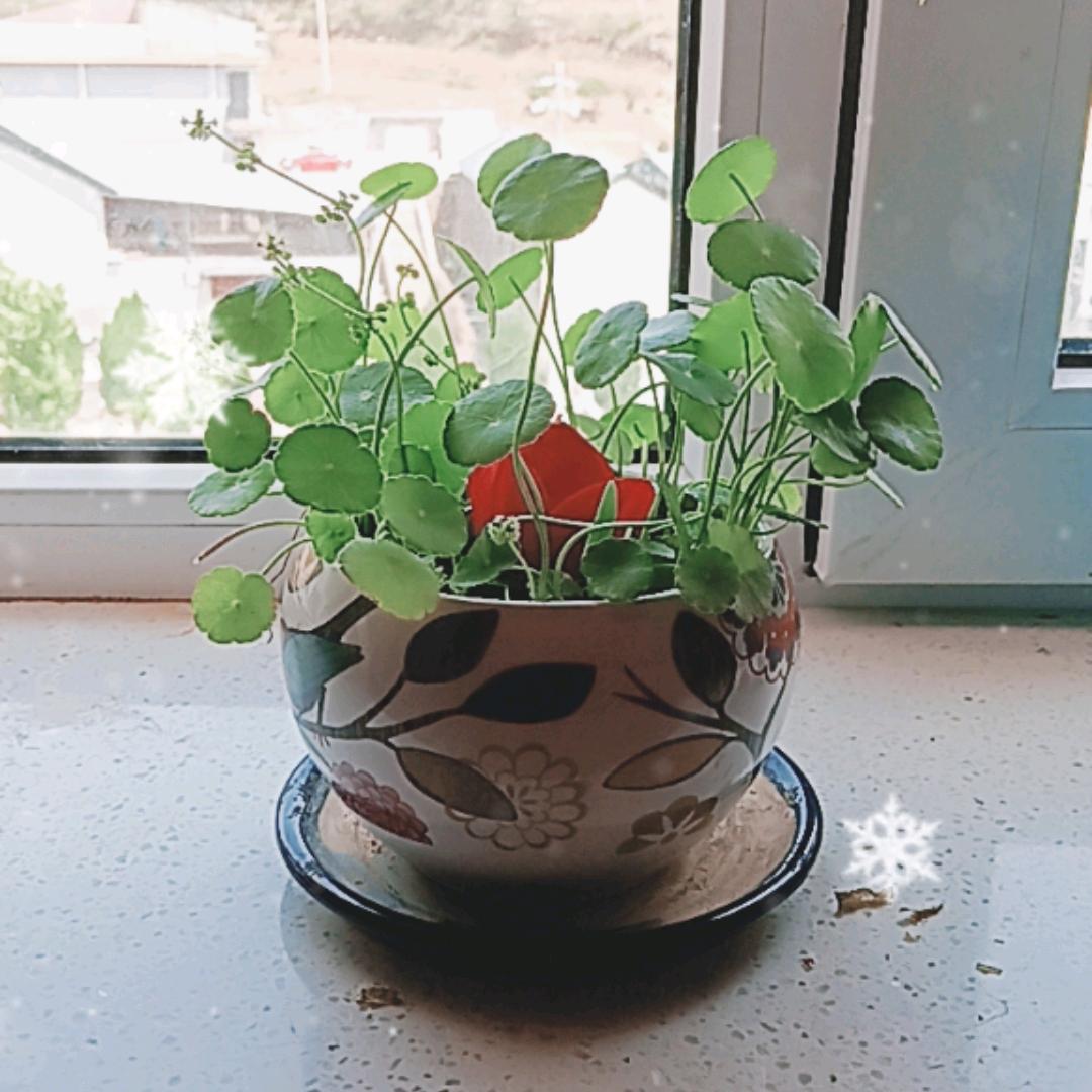 诗意清欢