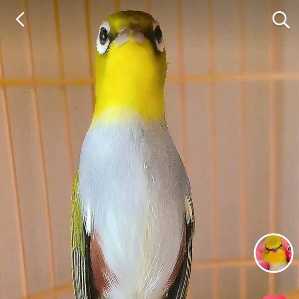 小沙百灵🉐绣 海波鸟粮