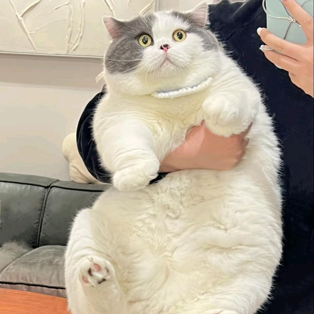 星渡汴梁