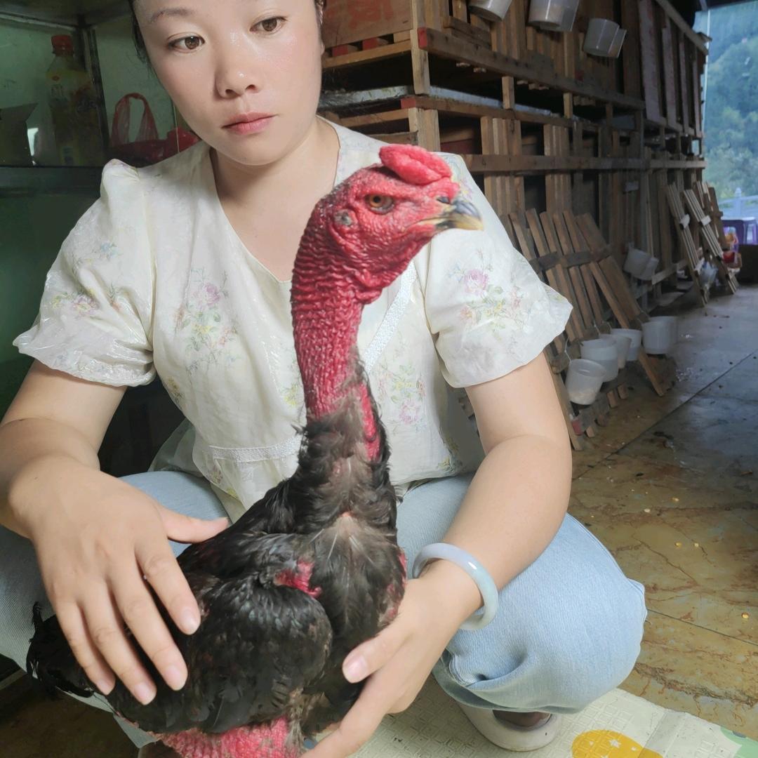 小迷养殖