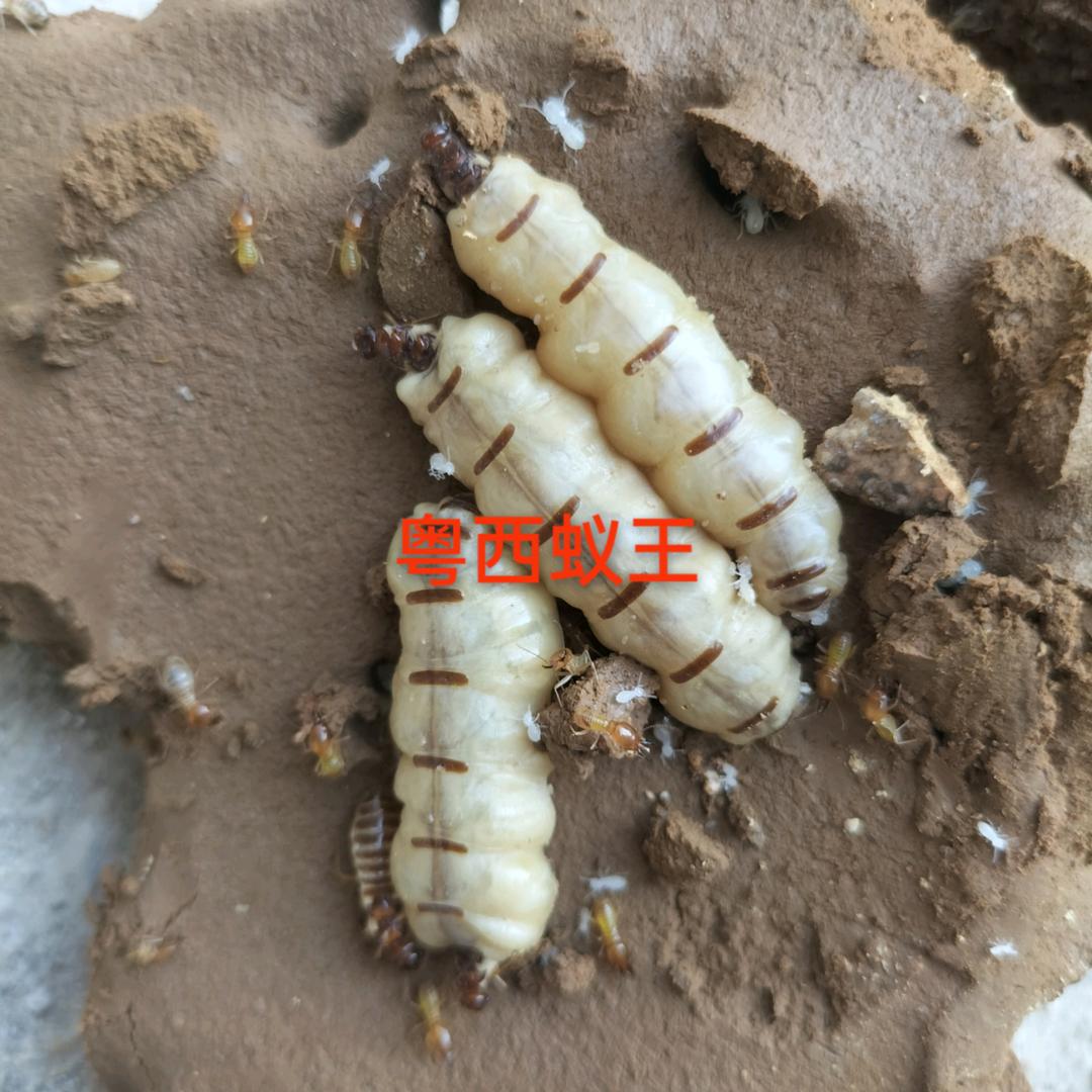 净枫生物 白蚁养殖