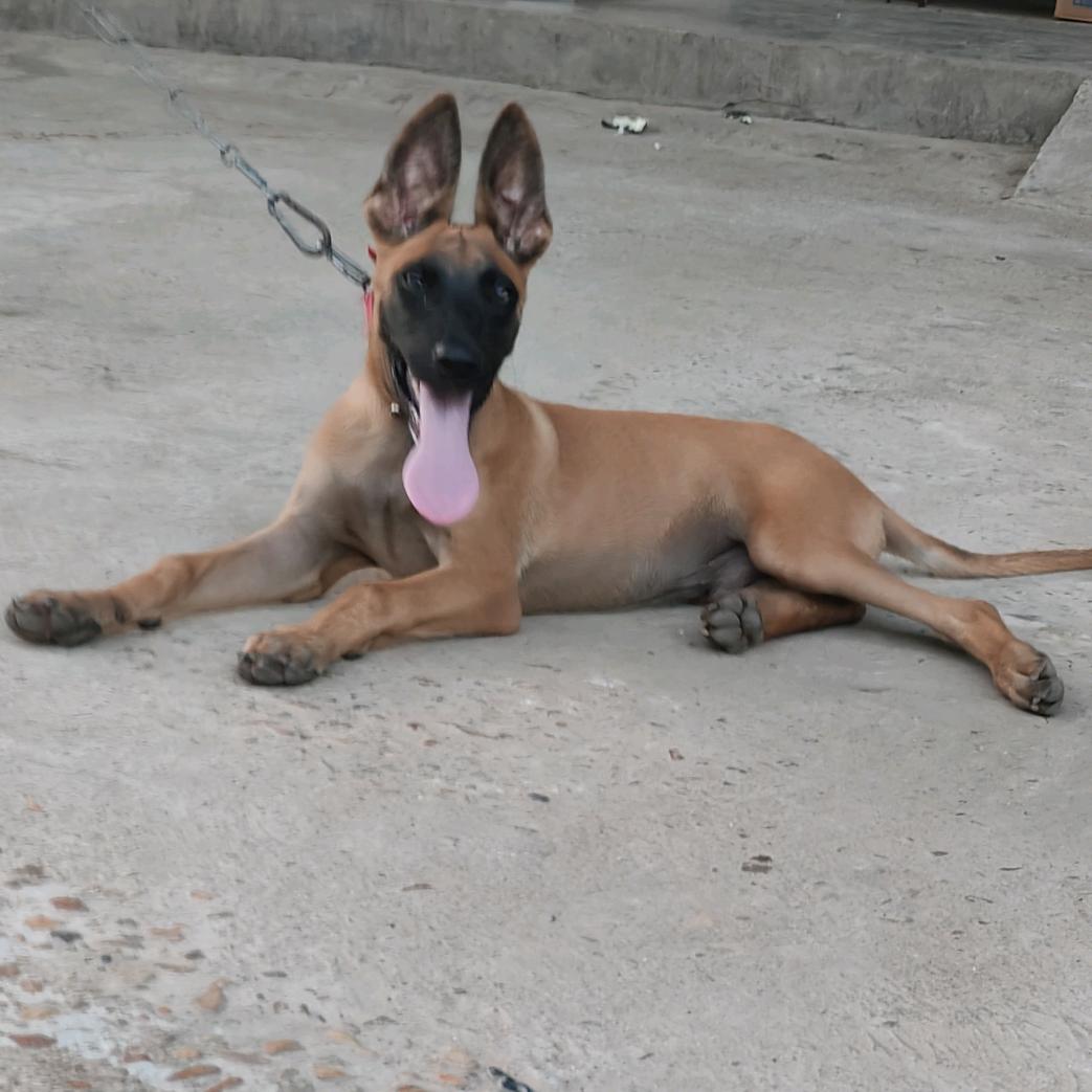 春哥马犬(马克）