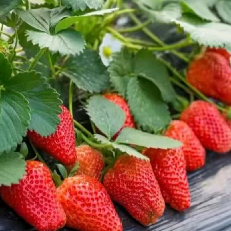 王大姐采摘(农产品)