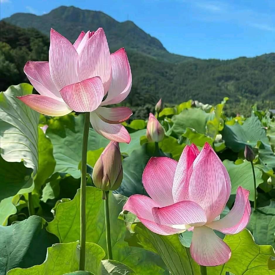 王槿一