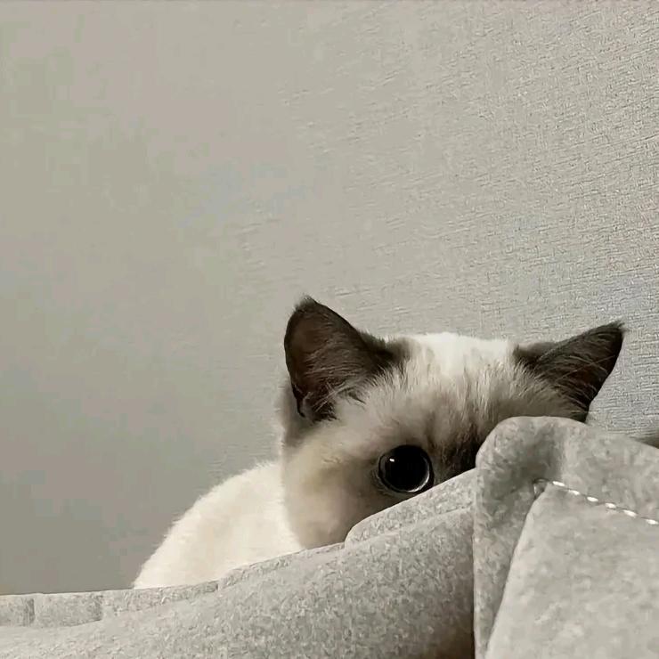 澎湃澎湃
