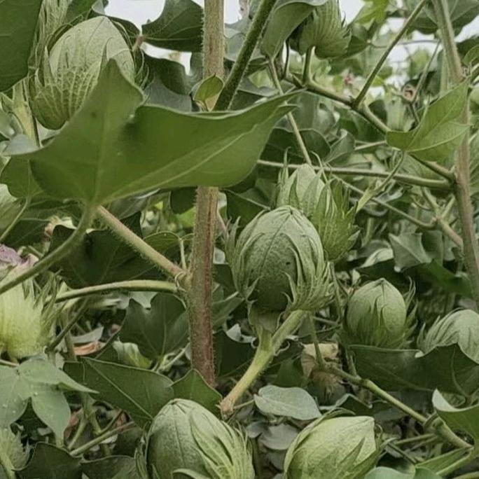 @三好农业--臧永强（新疆大滋然农业）