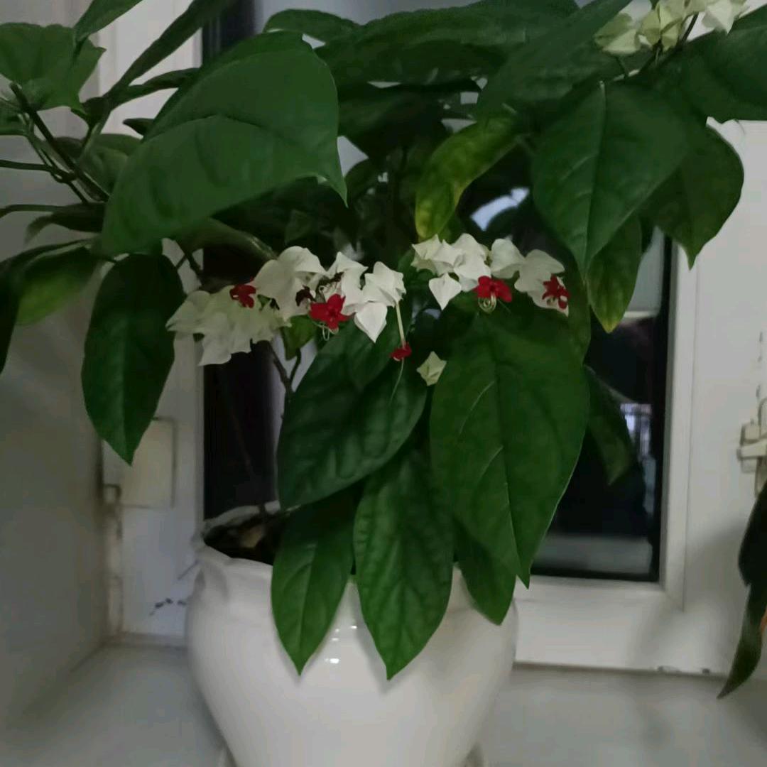 贞子樱花