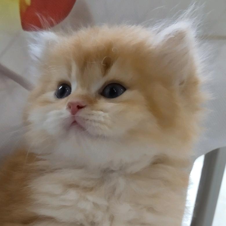 萌猫掌柜宠物猫