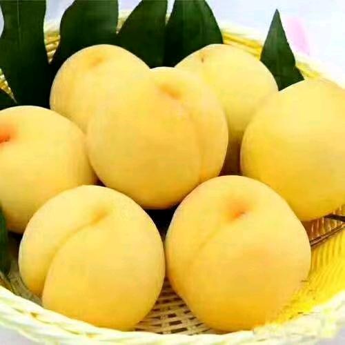 黄土高原一阵风
