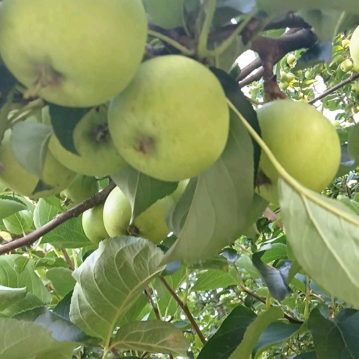 树洞