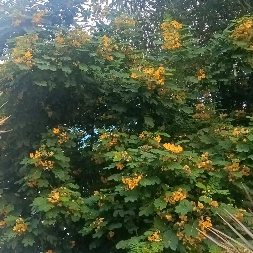 大鹏