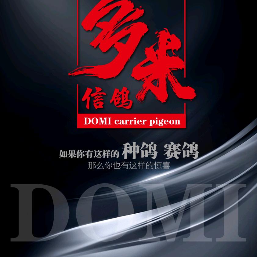 多米赛鸽