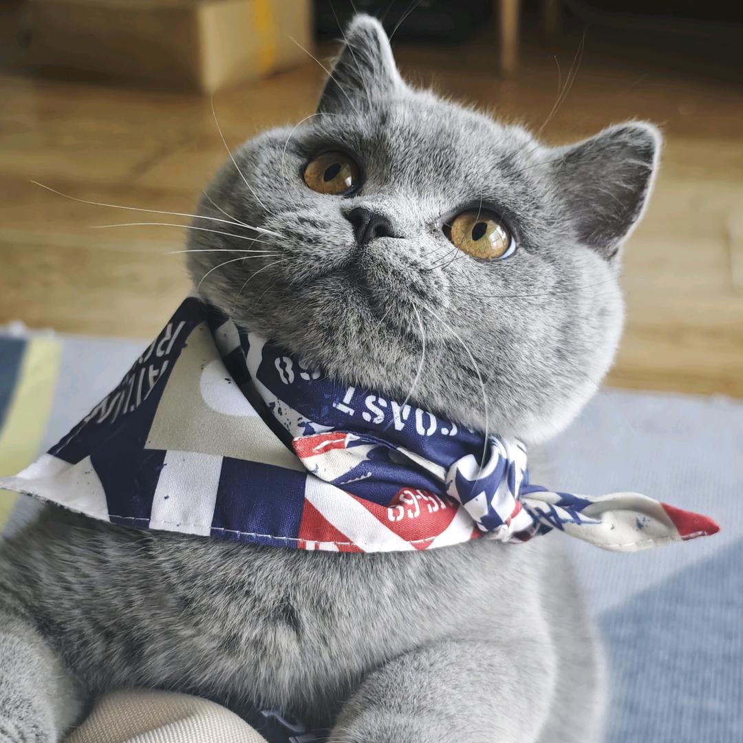 黑土是猫不是猪