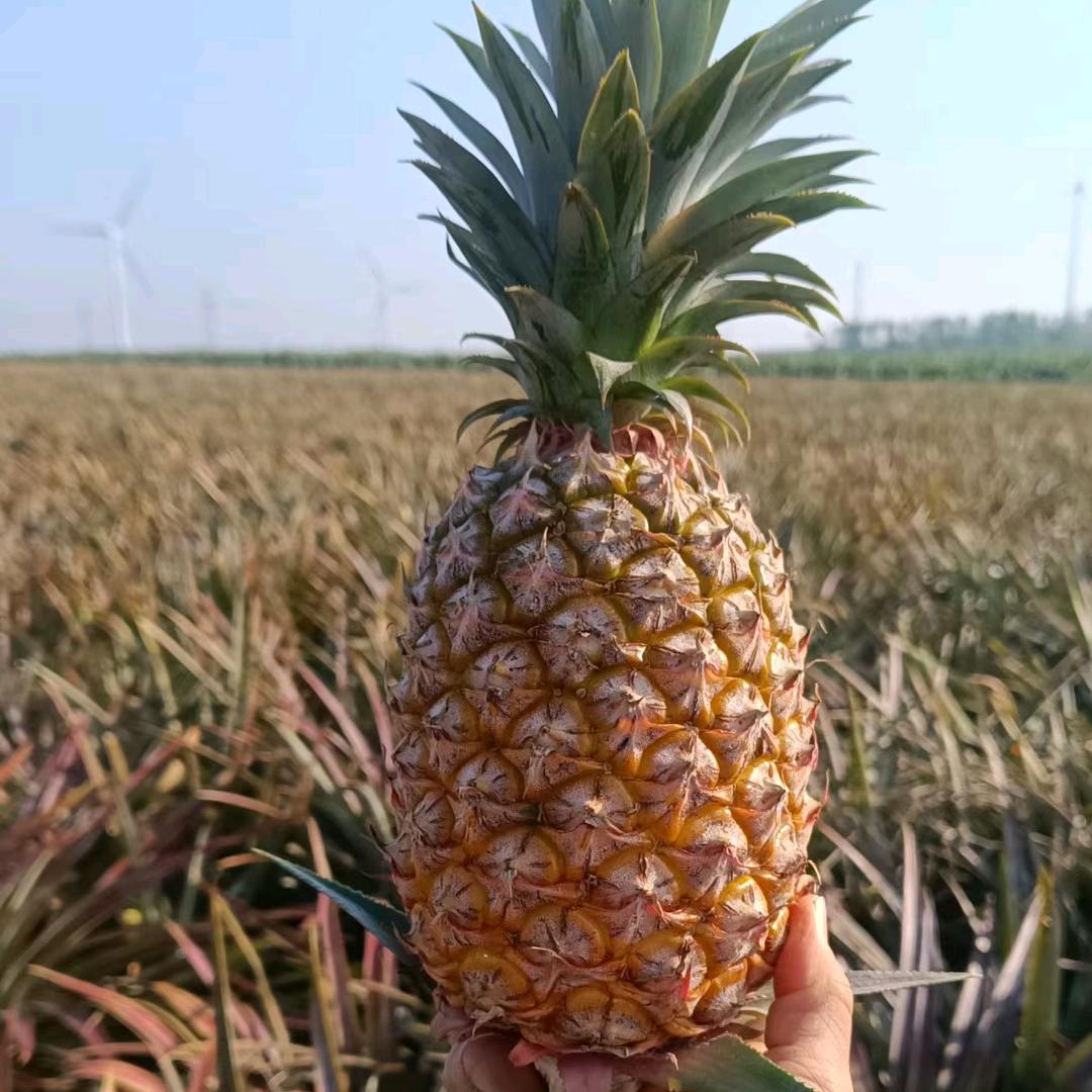 菠萝妹妹