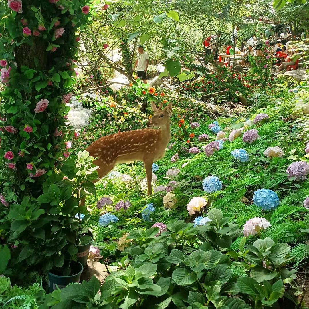花落花开