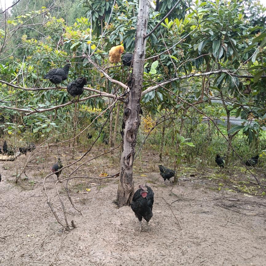 巴禾牧源生态循环家庭农场