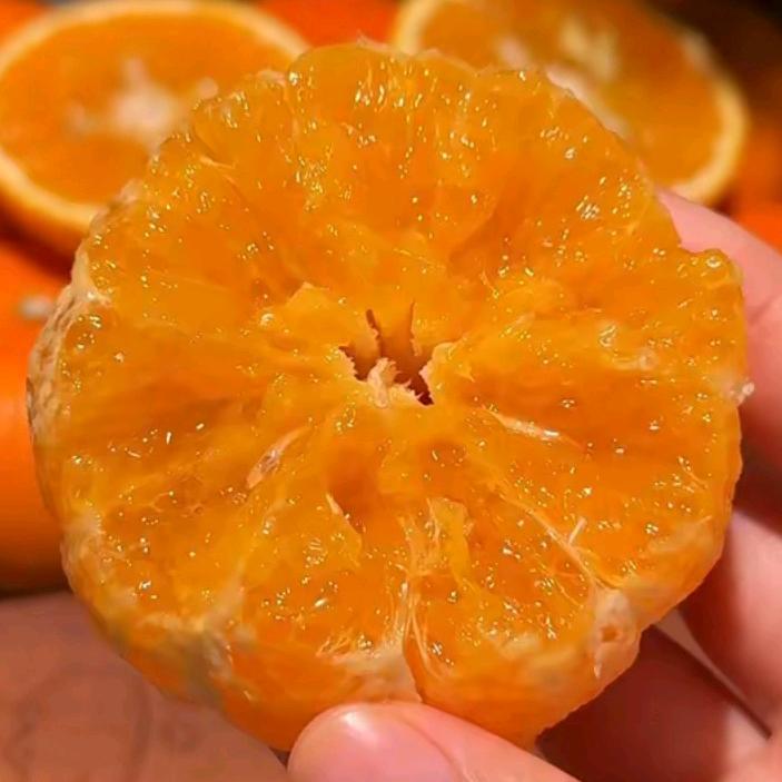 乡村振兴—沃柑行