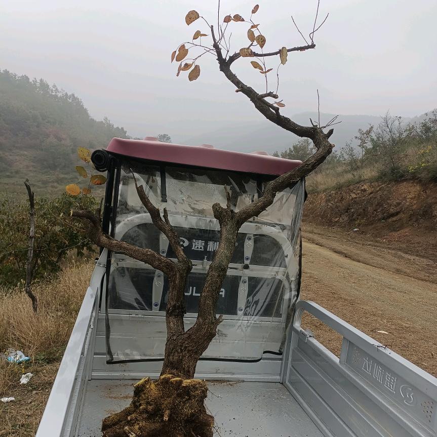 天下第一人盆栽