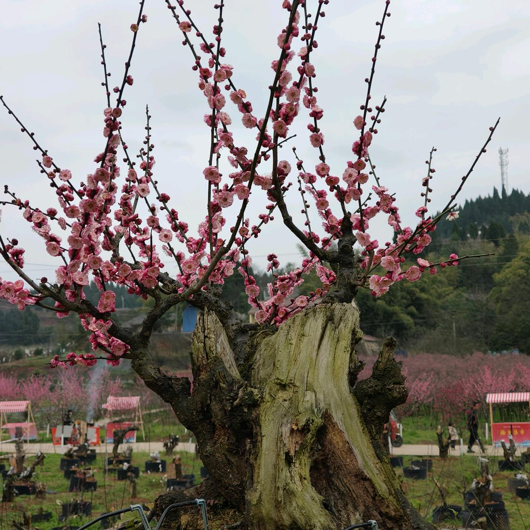 重庆市大足区老三梅花种植基地