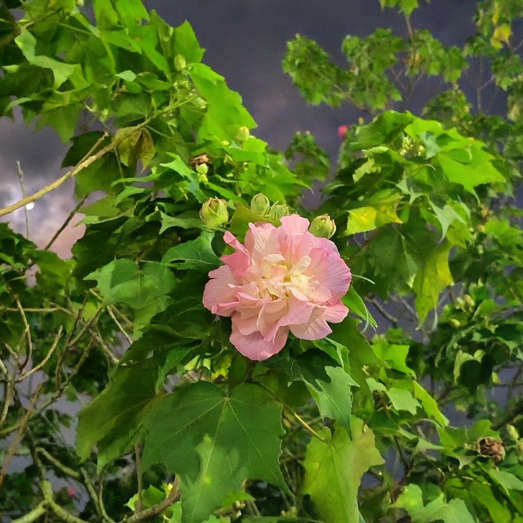 暴风雨中洒脱的公鸡在下蛋
