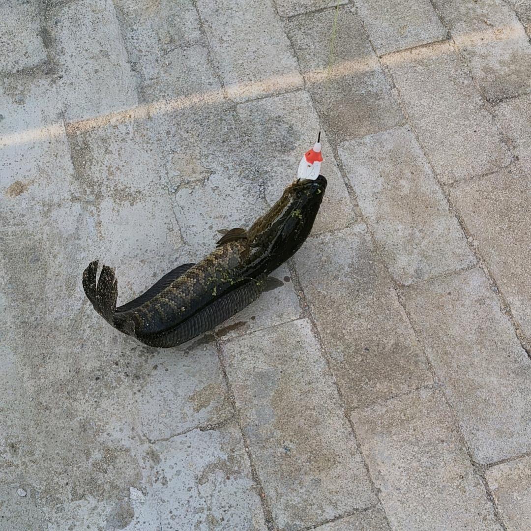 雷强大孟