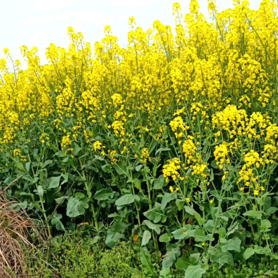 助力乡村农特产