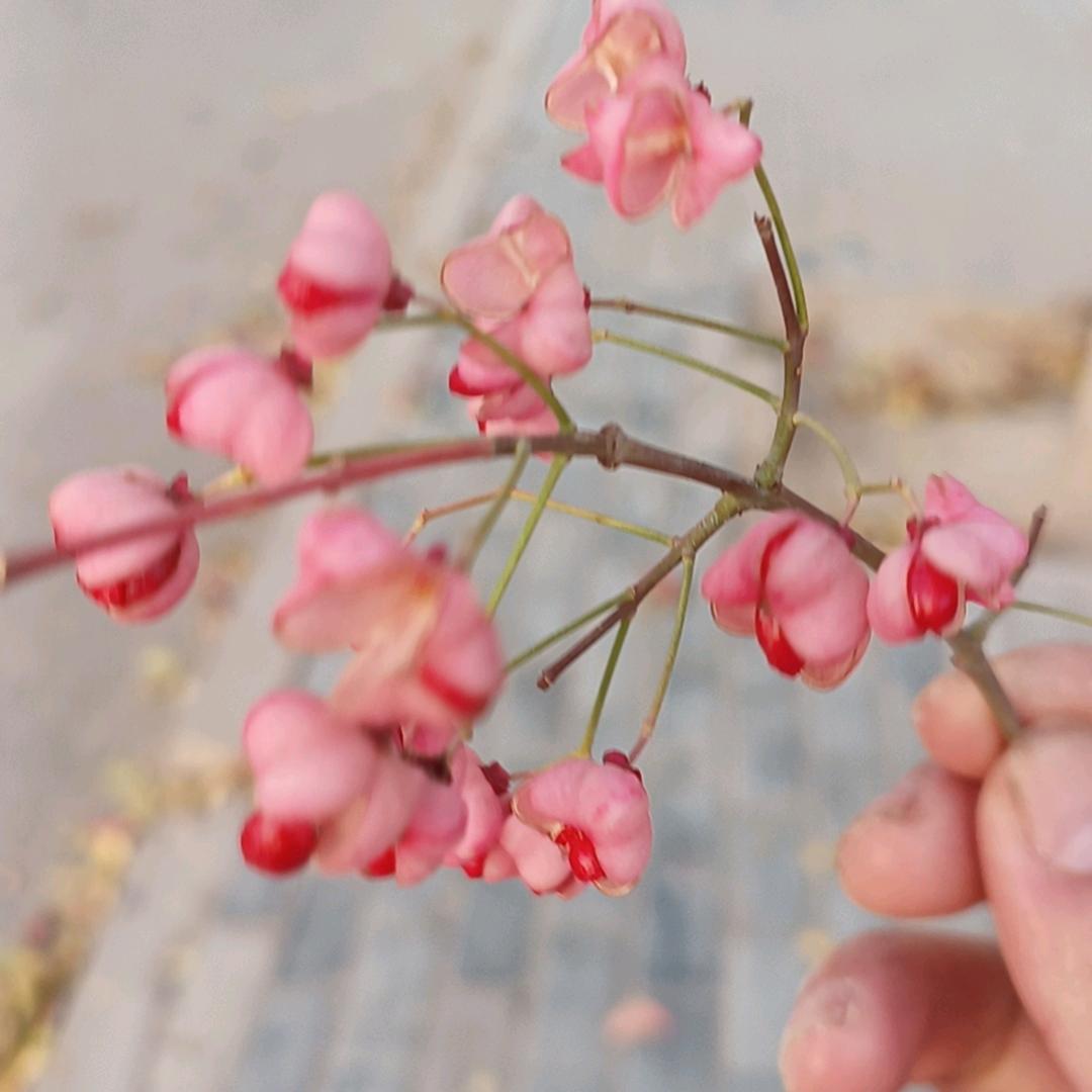 🐭⁰².₀₉秦二姐