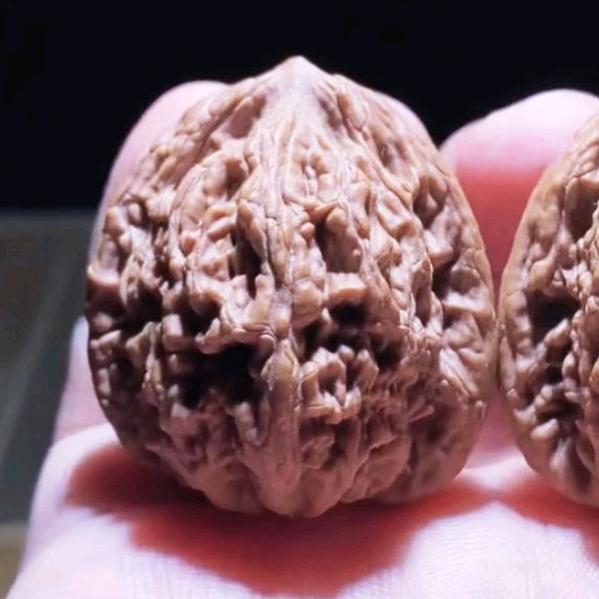 陈住气（主营山地果）